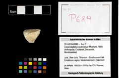 Foto (Objekt + Etikett) von Cracensigillatus acutirostrus (Moericke, 1889)  (NHMW-GEO-2014-0194-0689)